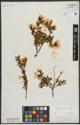 Foto von Salix arbuscula L.